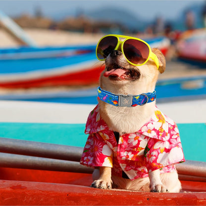 Elegant little tail Dog Collar, Blue Dinosaurs Pattern Pet Collar Durable Cute Dog Collars Male or Female Pet Gift Adjustable Dog Collar for Small Dogs