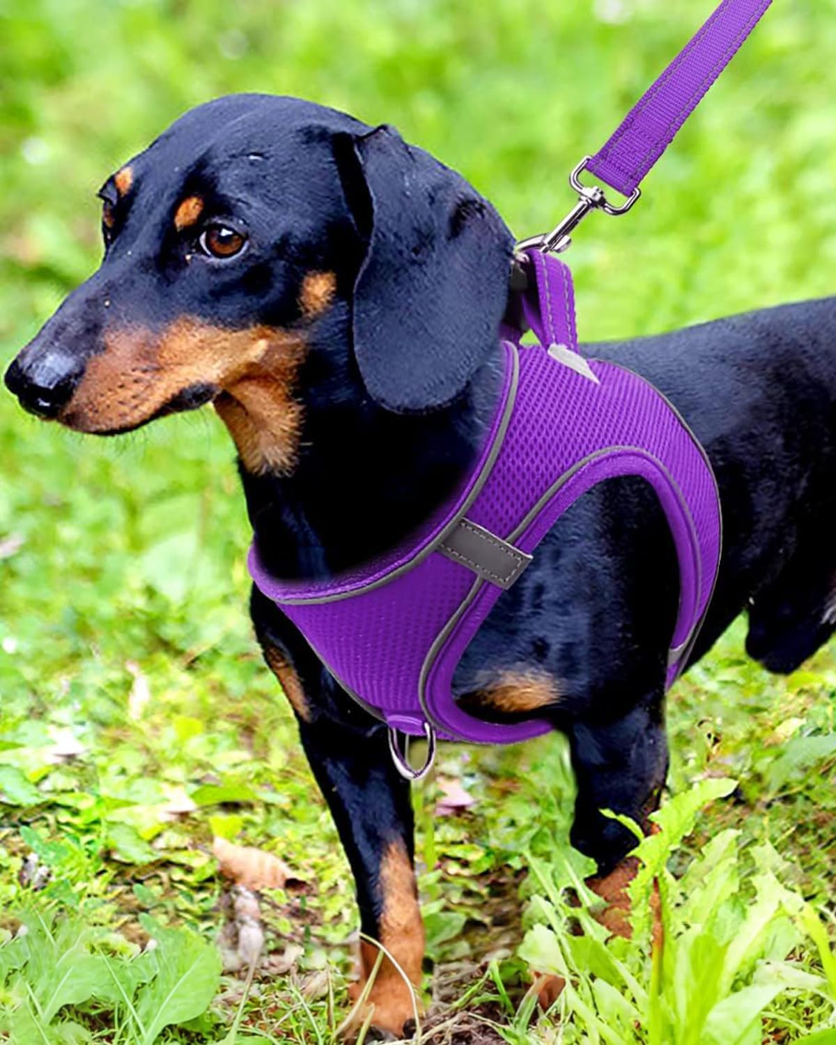 Joytale Small Dog Harness, Breathable Mesh Step-in Vest, Reflective Soft Padded Harnesses for Small and Medium Dogs, Purple, M