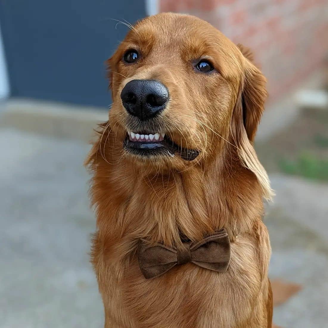 PETDURO Custom Dog Collar Personalized with Name Engraved Quick Release Gold Metal Buckle for Large Medium Small Girl Dogs - Dog Leash and Bow Tie Available - Soft Comfy Velvet (Brown G, L)