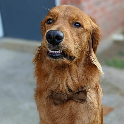 PETDURO Custom Dog Collar Personalized with Name Engraved Quick Release Gold Metal Buckle for Large Medium Small Girl Dogs - Dog Leash and Bow Tie Available - Soft Comfy Velvet (Brown G, L)