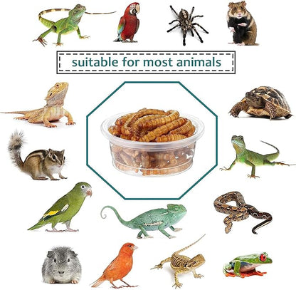 0.5oz Crested Gecko Food and Water Feeding Cups, Reptile Feeder Bowls, Plastic Replacement Food Dish for Lizard and Other Small Pet Ledge Accessories (100 pcs)