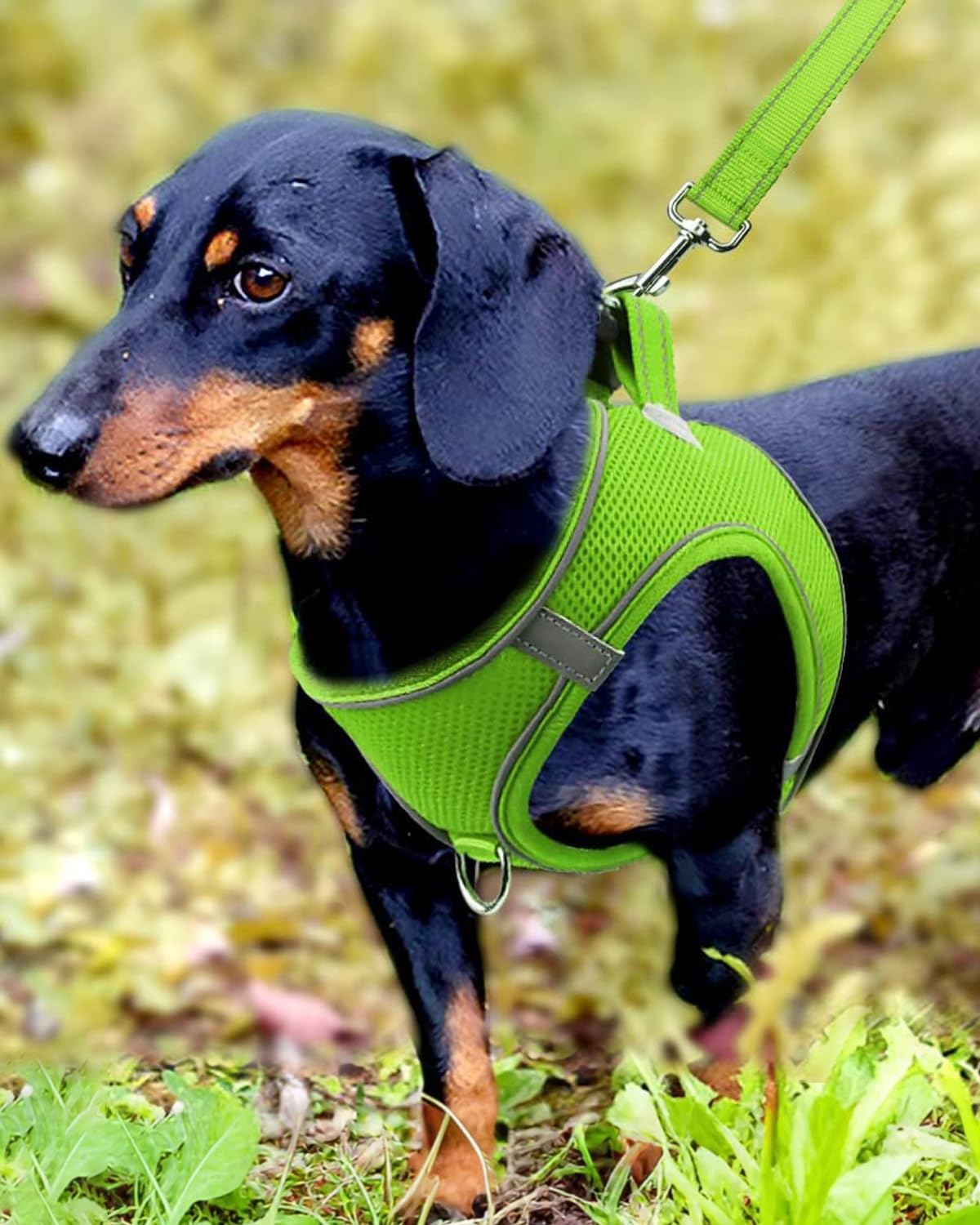 Joytale Small Dog Harness, Breathable Mesh Step-in Vest, Reflective Soft Padded Harnesses for Small and Medium Dogs, Green, M