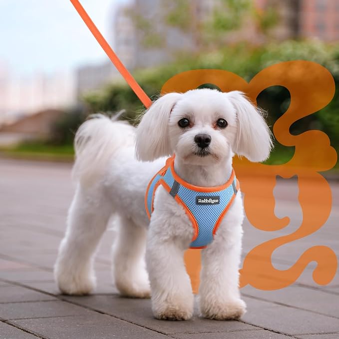 rabbitgoo Dog Harness Small Sized and Leash Set, Step-in Breathable Pet Harness, Soft Walking Reflective Puppy Vest for Small Dogs, Light Blue & Orange, L
