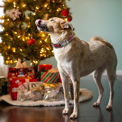 Elegant little tail Dog Collar, Christmas Red Plaid Pet Collar Cute Dog Collars Male or Female Pet Gift Adjustable Dog Collar for Small Dogs