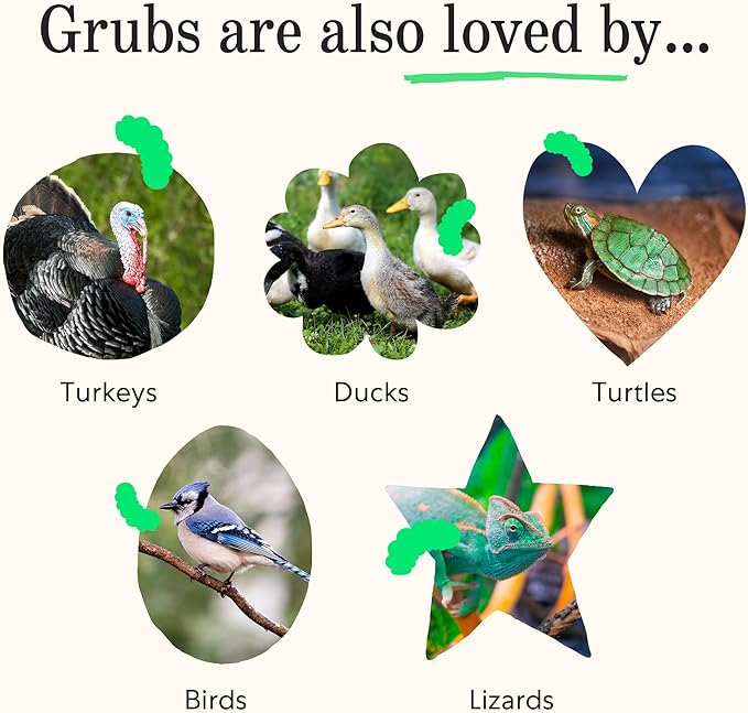 Grubblies - Black Soldier Fly Larvae for Chickens - Chicken Treats Grown in The US and Canada - for Strong Eggshells and Healthy Feathers - Grubblies Hometown Harvest 1LB