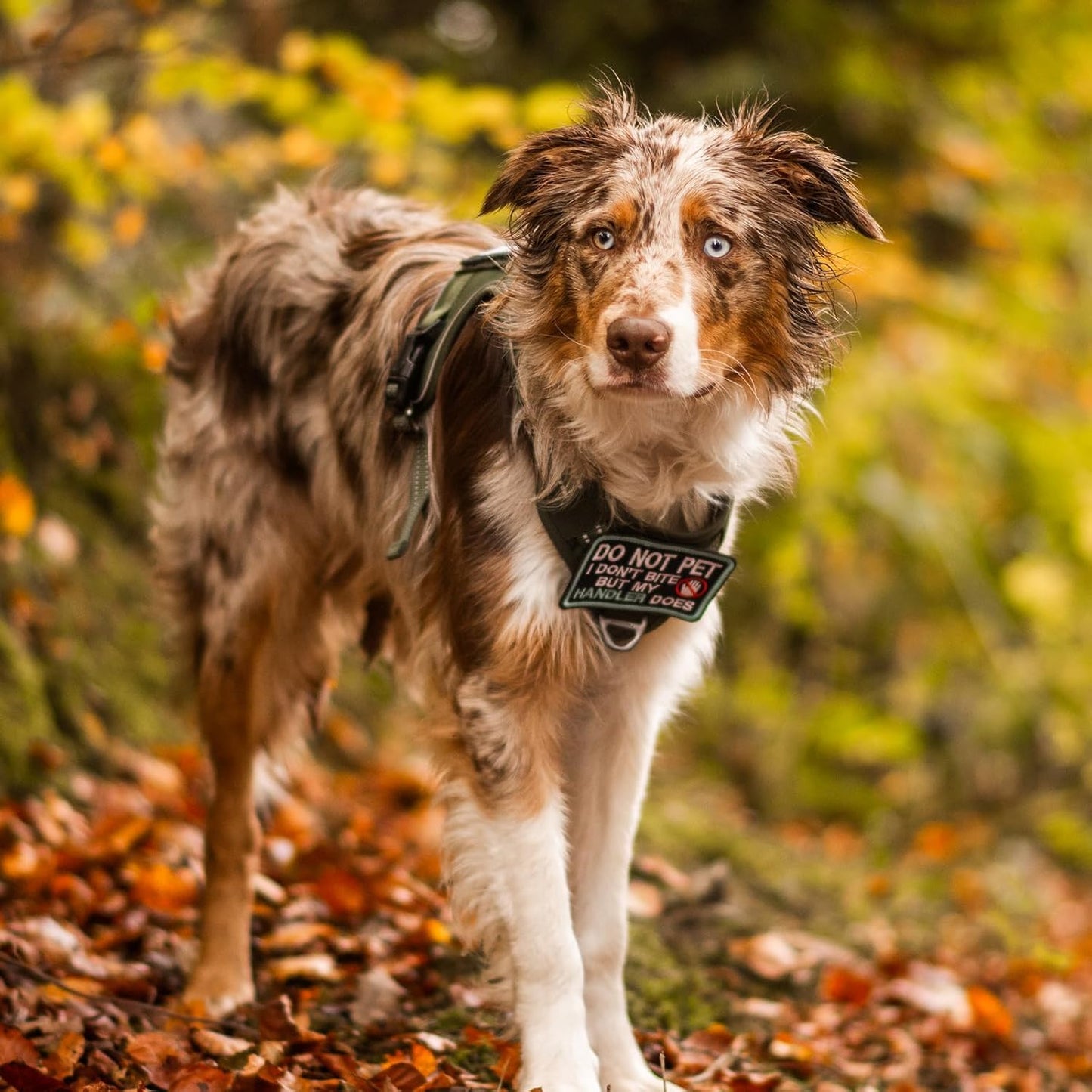 rabbitgoo Dog Harness for Large Dogs No Pull, Tactical Service Pet Vest with Molle and Control Handle, Adjustable and Reflective Military Harness for Easy Walking and Training, Red, L