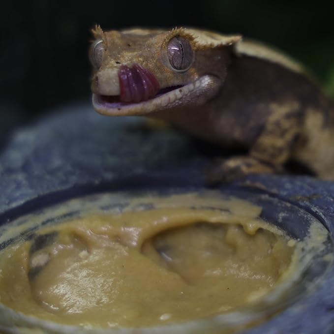 Crested Gecko Diet | Mango Madness | All Natural Low Fat Complete Gecko Food | 2.1oz