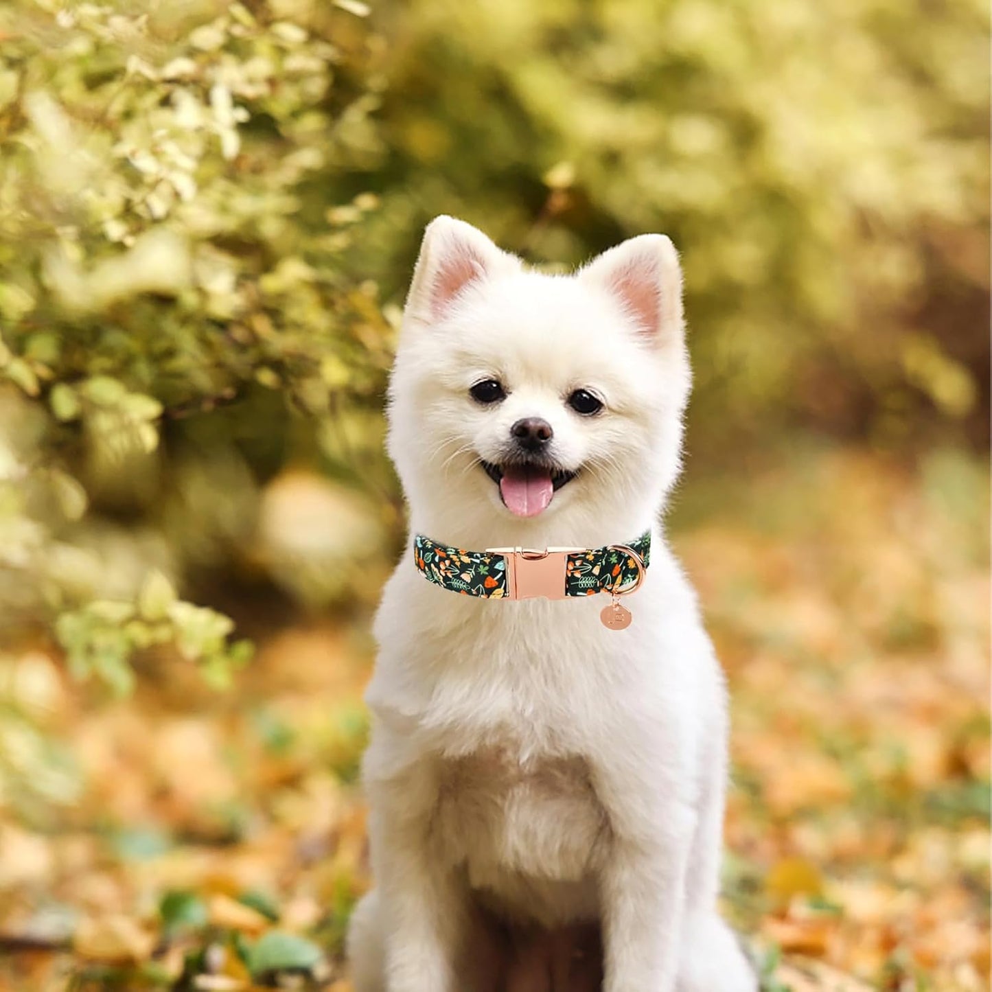 Daisy Fall Cotton Dog Collar with Metal Buckle Gift Autumn Collar for Small Medium Large Girls or Boys Dogs Cute Durable Comfortable Pet Collars