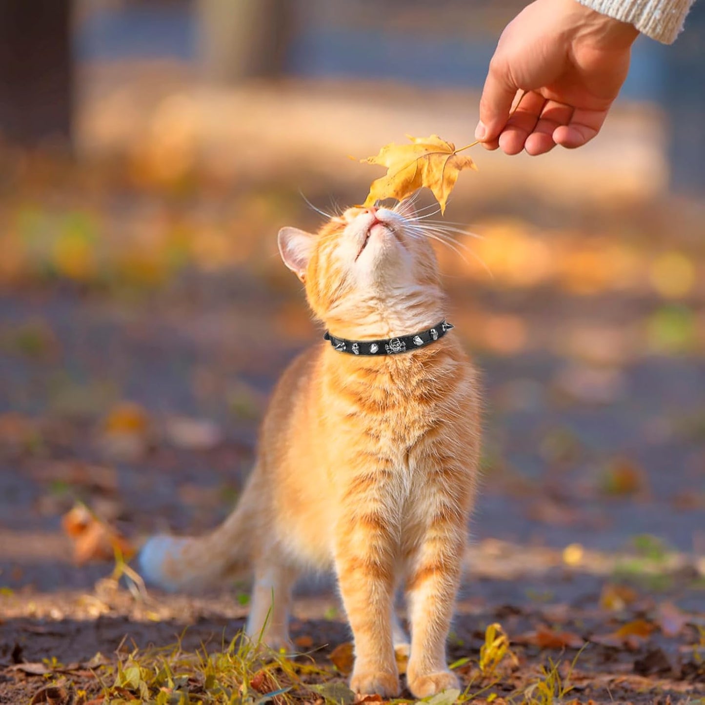 EXPAWLORER Halloween Cat Collar for Girl Boy- Adjustable Leather Pet Collar with Safety Elastic Belt,Personalized Punk Accessories Buckle Collars with Bell & Durable D-Ring, Rivet (Black)