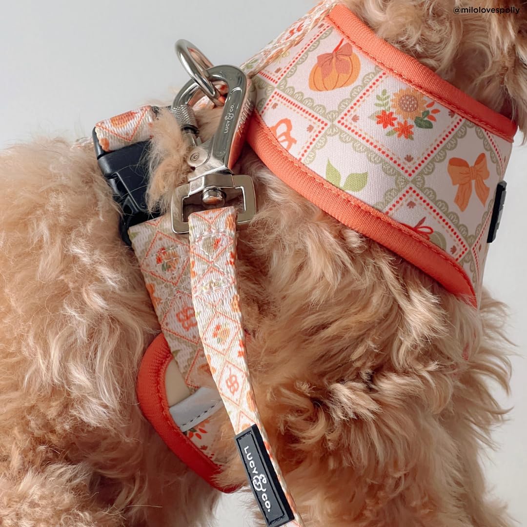 Lucy & Co. 5 Foot Designer Dog Leash for Small, Medium or Big Dogs or Puppies Puppy – Pet Accessories & Supplies- Large-Orange Cream Pumpkin