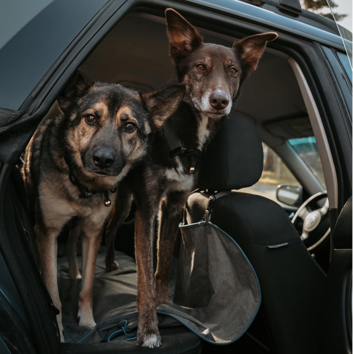 Beau's Bells V2 | Cat & Dog Collar Bells with New Quick Loop Easy Release Clip | Handmade Copper | Track Your Pet | Protect Wildlife