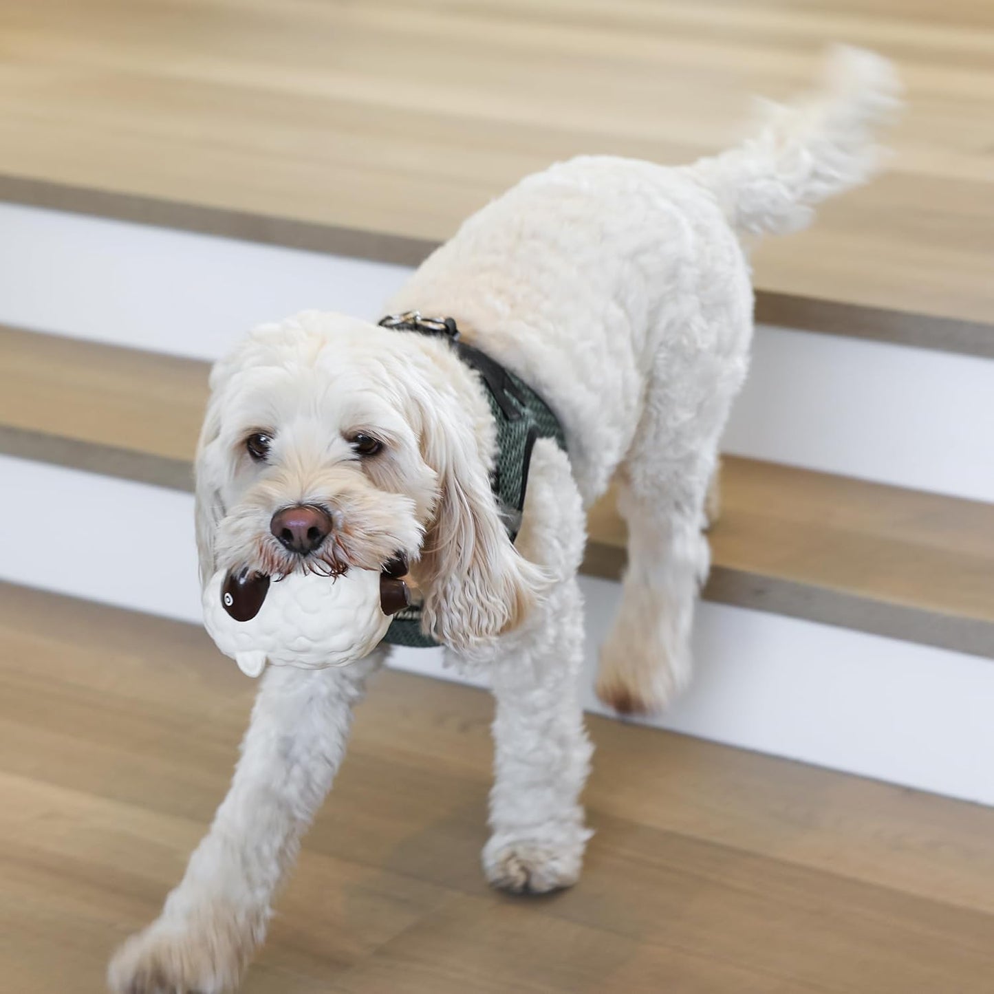 rocket & rex Dog Chew Toy Set for Small to Medium Breeds, Includes All Natural Rubber, Cotton, Ball & Rope Toys, Ideal Puppy Chew Toys for Teething, Reduces Destructive Chewing & Anxiety (Pack of 6)