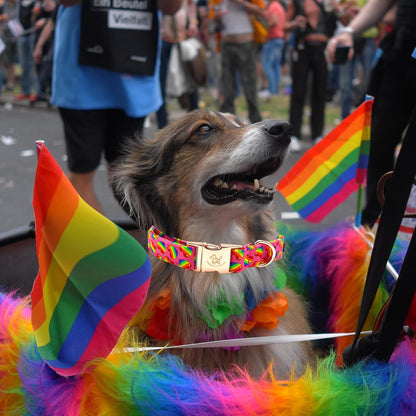 Elegant little tail Dog Collar, Holiday Pet Collar Dog Durable Rainbow Print Dog Collars Girl or Boy Soft Pet Gift Adjustable Dog Collar for Small Medium Large Dogs