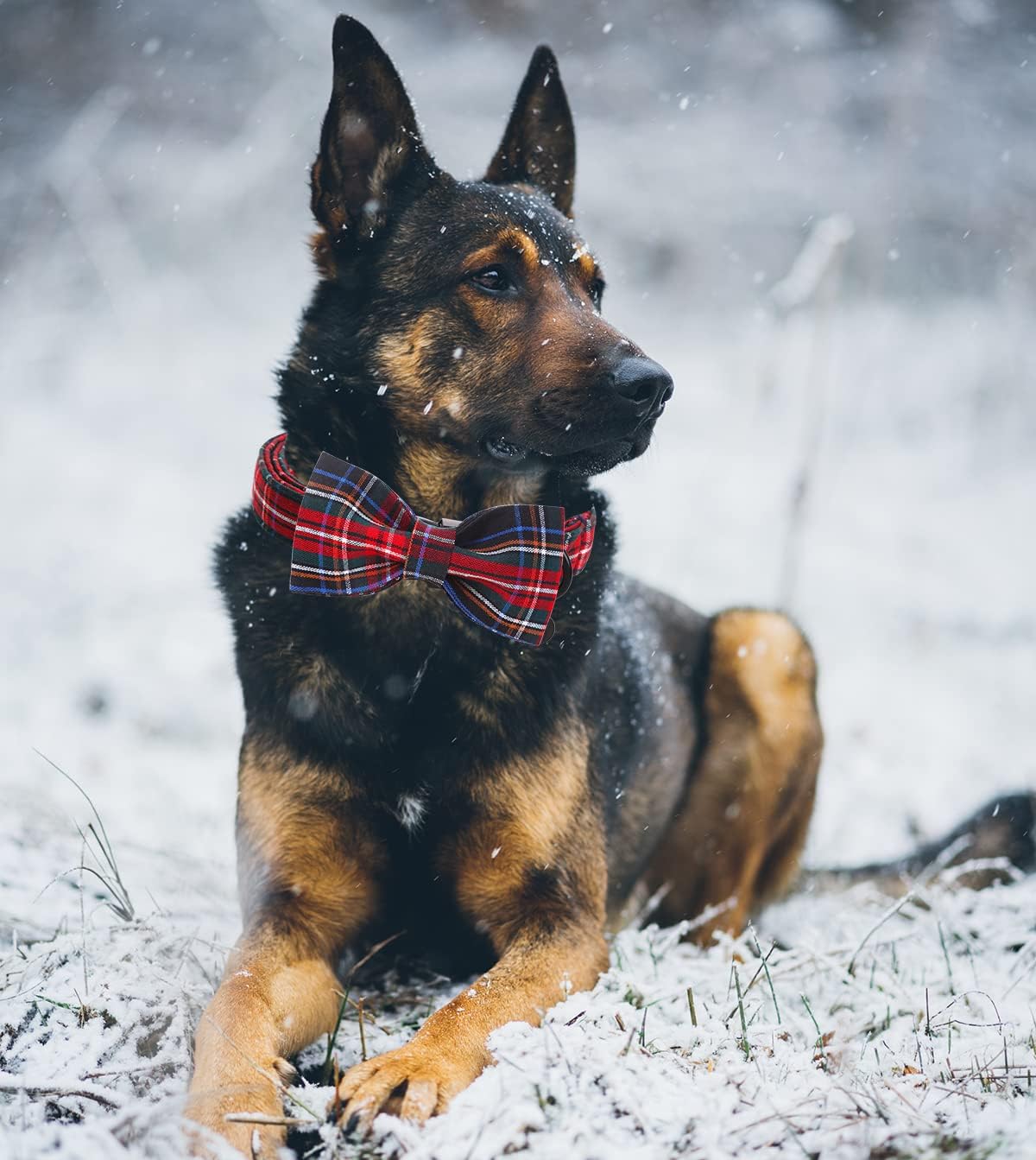 DOGWONG Premium Christmas Dog Collars, Red Plaid Dog Collar, Adjustable Heavy Duty Girl Boy Dog Collar with Bow for Small Puppy Dogs