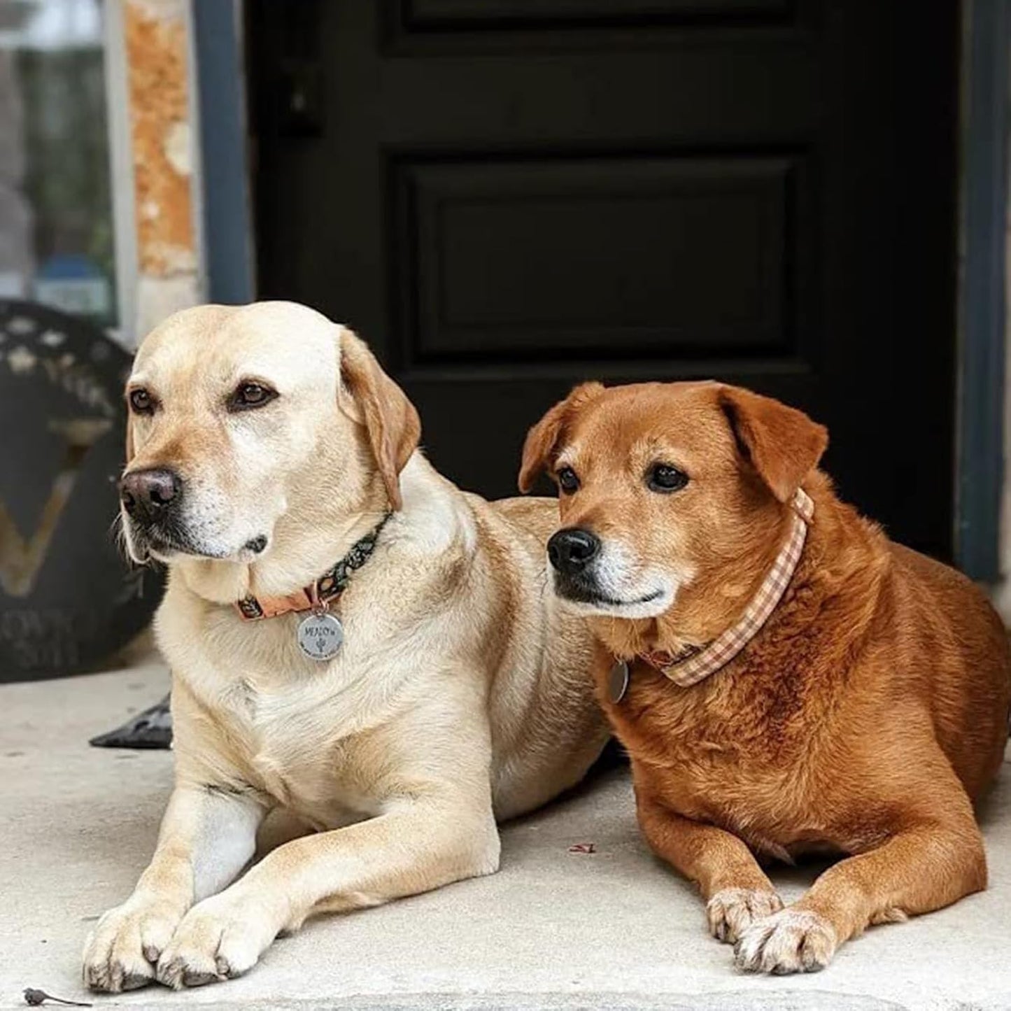 Elegant little tail Fall Dog Collar, Autumn Pet Collar Durable Yellow Plaid Dog Collars Male or Female Holiday Pet Gift Adjustable Dog Collar for Large Dogs