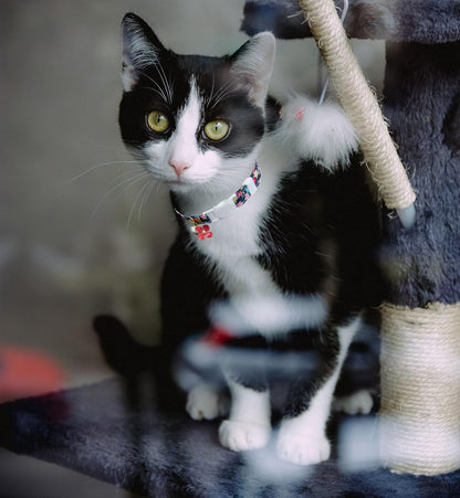 4 Pack Cotton Breakaway Cat Collars with Bell, Safety Adjustable Cat Collars Set,Ideal for Girl Cats Boy Cats (Cute Floral)