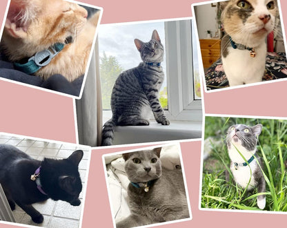 Personalized Breakaway Cat Collar with Safety Buckle - Customizable Name and Phone Number
