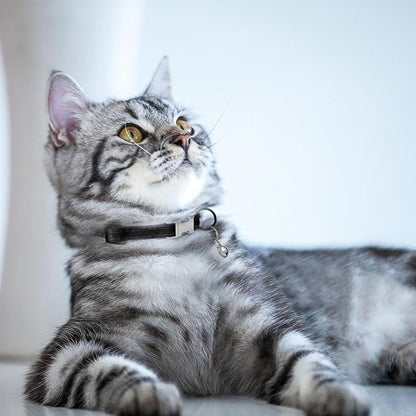 Leather Cat Collar with Buckle and Removable Bell - Non Breakaway Adjustable Soft Safety Small Pet Collars for Girl Boy Cats Kitten (Black)