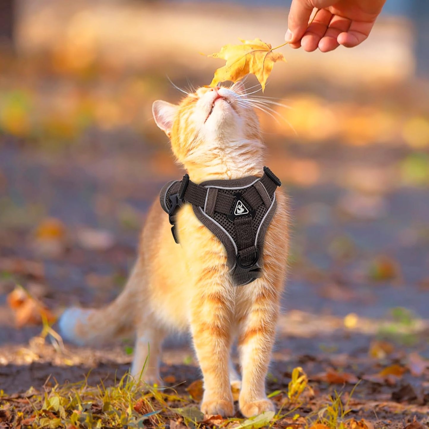 Cat Harness and Leash for Walking Soft Cat Harness Escape Proof, Adjustable Kitten Harness Cat Leash Reflective Strips Jacket, Breathable Cat Vest Harness Set for Kitten Easy to Wear Outdoor Walking