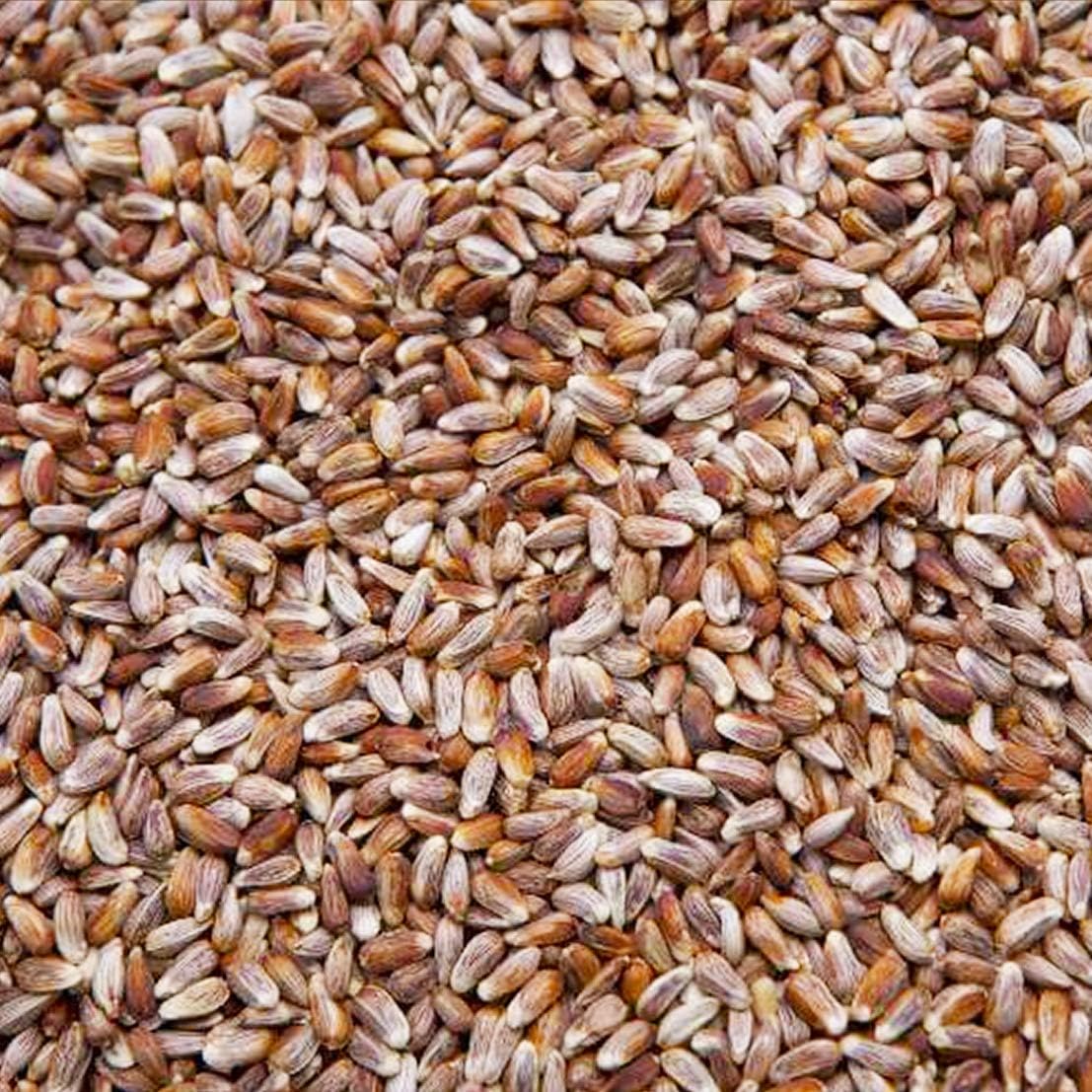 Co. 20-Pound Bag Nutra-Saff Safflower Seed Wild Bird Food Seed