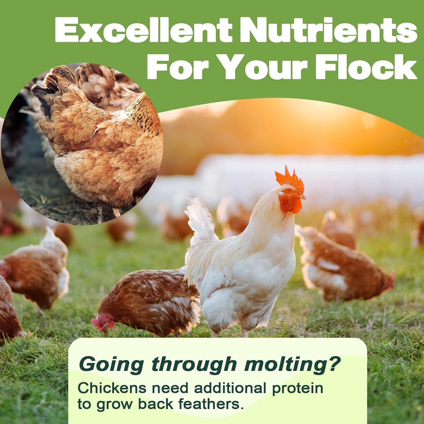 Dried Mealworms -11 LBS- 100% Natural Non GMO High Protein Mealworms - Bulk Mealworms for Wild Birds, Chicken Treats, Hamster Food, Gecko Food, Turtle Food, Lizard Food