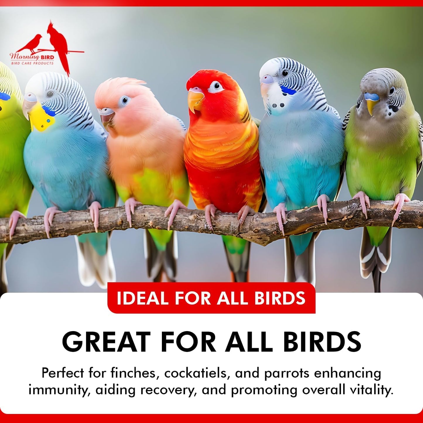 Morning Bird Spirulina, Supplement for Caged Birds, Organic Bird Food Supplement with Vitamins, Proteins, and Amino Acids for Parakeets, Cockatiels, Budgies, Finches, Canaries, and Parrots, 3 oz