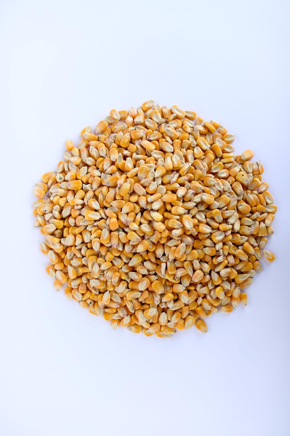 Single A Corn©️: Premium Dried and Shelled Whole Kernel Corn 21 lbs - Perfect Feed for Birds, Deer, and Other Wildlife- This Season's Corn!