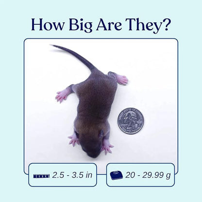 MiceDirect Frozen Rat Pups Feeder Food Adult Corn Snakes Juvenile Adult Ball Pythons Monitor Lizard (15 Count)