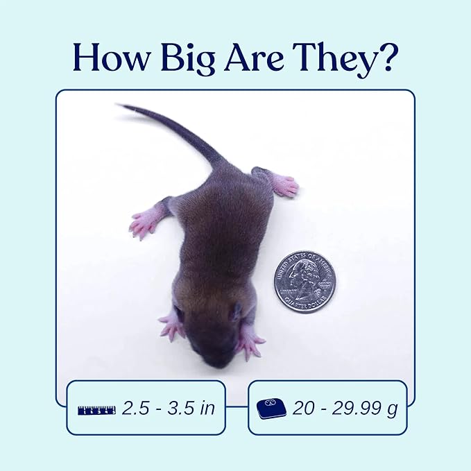 MiceDirect Frozen Rat Pups Snake Food - Frozen Rats for Snakes like Juvenile Ball Pythons, Adult Corn & Ball Pythons, Sub-Adult Red Tail Boas, Monitor, Lizards, Birds of Prey - 2.5-3.5 in (75 Count)