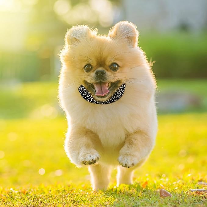 White Daisy Flower Black Dog Collar Cat Big Neck Collars Soft for Small Extra Large Heavy Duty Pet Dogs