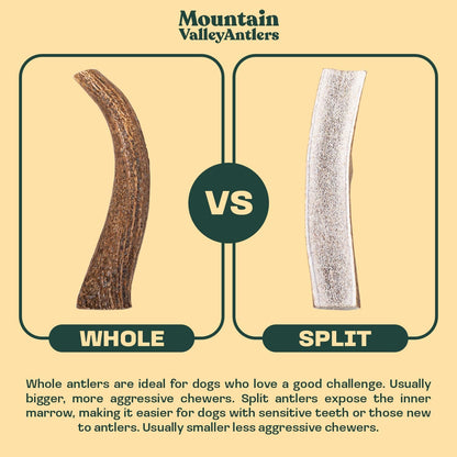 Mountain Valley Elk Antlers for Dogs - 100% Natural & Organic Chew for Aggressive Chewers, No Odor, No Mess, Long Lasting - Wild-Foraged Naturally Shed Antlers in USA - Grade A, Whole Large (1 Pack)