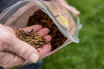 Good Deal Grubs Dried Black Soldier Fly Larvae Treat (5lb) for Chickens, Poultry, Birds, Small Pets - Protein and Calcium Supplement