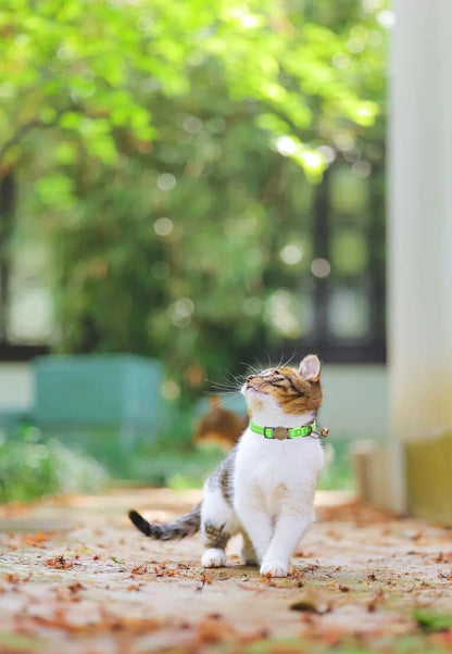 Cat Collar Breakaway, Personalized Leather Cat Collar with Bells-Adjustable Customized Collar with Name & Phone Number Tag for Girl Boy Cats-Quick Release Buckle for Cats & Kittens(LimeGreen)