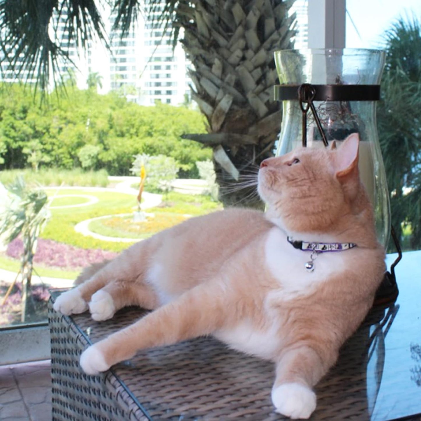 Pawtitas Pet Glow In The Dark Cat Collar with Safety Buckle and Bell Green Hook