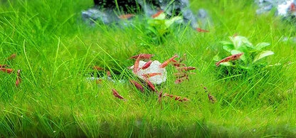 Aquatic Foods Inc. Calcium Enriched Sinking Food Disks for Shrimp, Snails, Crabs, Crayfish, Hermit Crabs, Plecos, Catfish, Bottom Fish, All Tropical Fish. 25 Small & 25 Medium Discs Jar