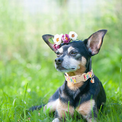 DOGWONG Easter Dog Collar- Cute Coloful Egg Dog Collars Adjustable Designer Easter Day Puppy Heart Dog Collar for Small Medium Large Dogs M