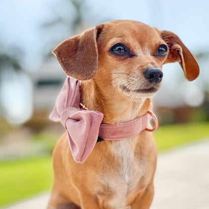 PETDURO Custom Dog Collar Personalized with Name Engraved Rose Gold Metal Buckle for Large Medium Small Girl Dogs - Dog Leash and Bow Tie Available - Soft Comfy Velvet (Champagne Pink RG, S)