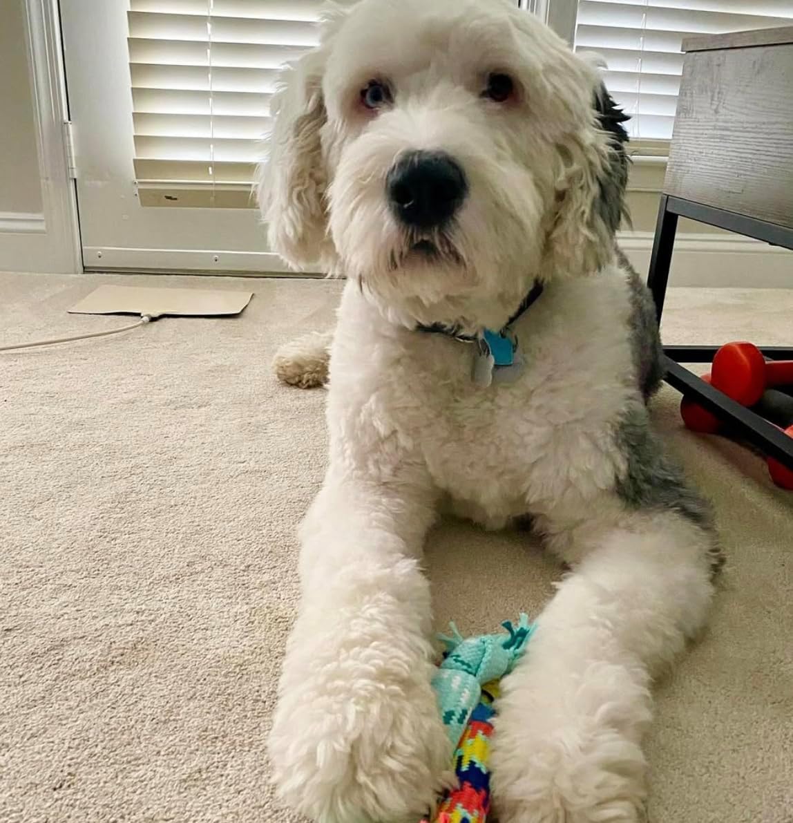 rocket & rex Dog Chew Toy Set for Small to Medium Breeds, Includes a Rope, Rubber Squeaker and Plush Toy with Ball, Reduces Destructive Chewing & Anxiety (Pack of 3)