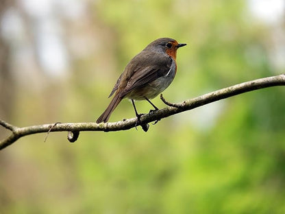 Birdseed Cylinders with Hole - Bird Seed for Outside Wild Birds (Small Cylinder, Bandit Buster 2pc)
