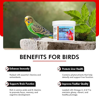Morning Bird Moringa Leaf Powder 3 oz – Natural Food Supplement for Birds, Rich in Vitamins & Minerals, Boosts Immune System & Energy, Supports Healthy Feathers, Digestion, and Overall Avian Wellness