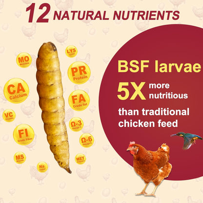 DE AVILA Dried Black Soldier Fly Larvae for Chickens Bulk, Non GMO 86X High Calcium Grubs Than Meal Worms for Laying Hens,100% Natural BSF Larvae for Chicken Wild Bird Treats 2.5LB