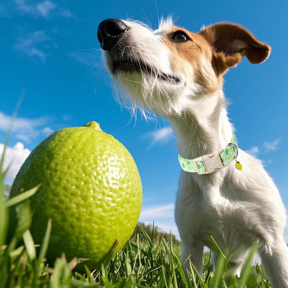 Summer Dog Collar-Refreshing Lime Pet Collars-Adjustable, Comfortable & Durable Puppy Collars for Small, Medium, Large Dogs