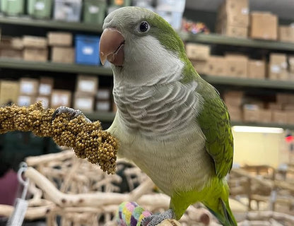 Birds LOVE Economy Special Spray Millet | GMO-Free (No Stems Only Edible Tops) for Birds Cockatiel, Lovebird, Parakeet, Finch, Canary All Parrots Healthy Treat 7 oz -Pack of 2