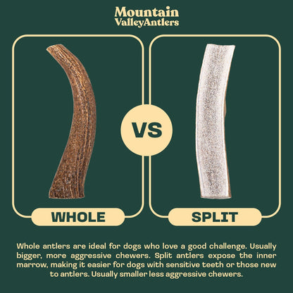 Mountain Valley Elk Antlers for Dogs - 100% Natural & Organic Chew for Aggressive Chewers, No Odor, No Mess, Long Lasting - Wild-Foraged Naturally Shed Antlers in USA - Grade A, Split Jumbo (1 Pack)