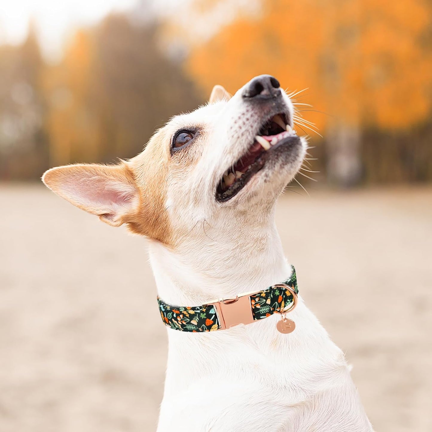 Daisy Fall Cotton Dog Collar with Metal Buckle Gift Autumn Collar for Small Medium Large Girls or Boys Dogs Cute Durable Comfortable Pet Collars