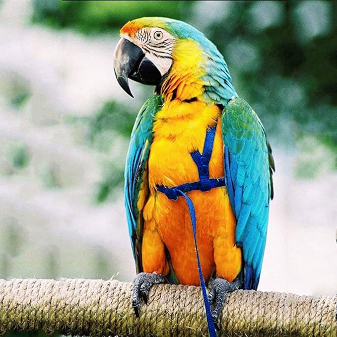 Dnoifne Parrot Harness and Leash, Adjustable Training Design Anti-Bite, Nylon Rope with Cute Wing for Parrots, Suitable for Alexandrine, Scarlet, Keck, Mini Macaw & Same Size Bird (Blue)