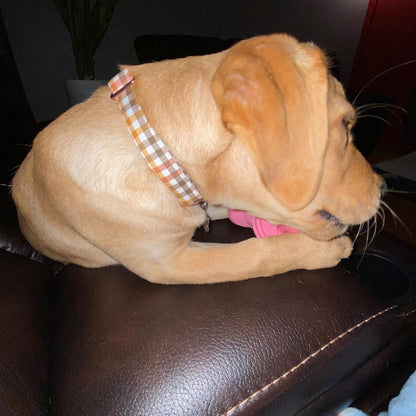 Elegant little tail Fall Dog Collar, Autumn Pet Collar Durable Yellow Plaid Dog Collars Male or Female Holiday Pet Gift Adjustable Dog Collar for X-Small Dogs