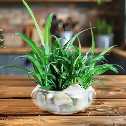 POPETPOP Small Fish Bowl, Transparent Glass Hydroponic Vase for Home Decor, Round Shallow Planter for Daffodils Succulents and Aquatic Plants - 5.9 Inch