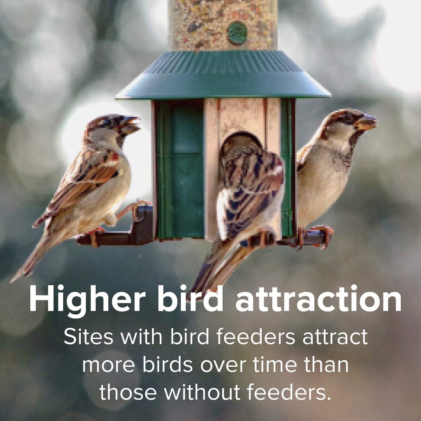 Blue Seal Song Maker Wild Bird Seed | Nutritious Blend, No Filler | Attracts a Wide Variety of Wild Outside Birds | Convenient Shell-Free Mix | Made in USA | 40 Pound Bag