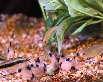 Aquatic Foods Inc. 12mm - 1/2" Spirulina, Algae, & Veggie Sinking Wafers for All Bottom Feeding Fish, Plecos, Catfish, Shrimp, Snails, Crabs. All Tropical Fish. - WL…1/2-lb Foil Pouch Bag